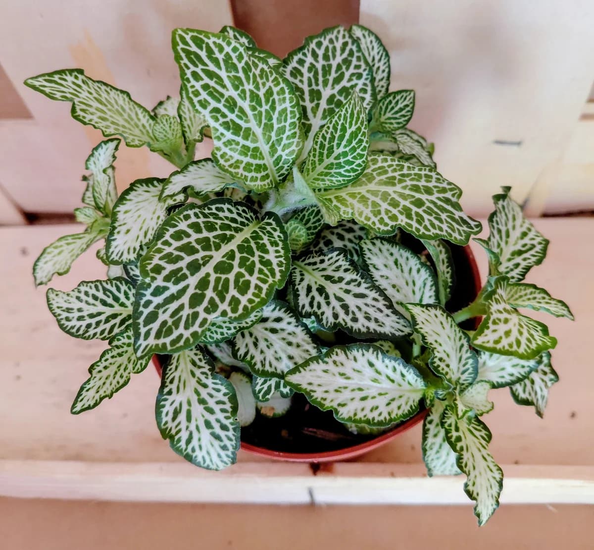 Fittonia Albivenis