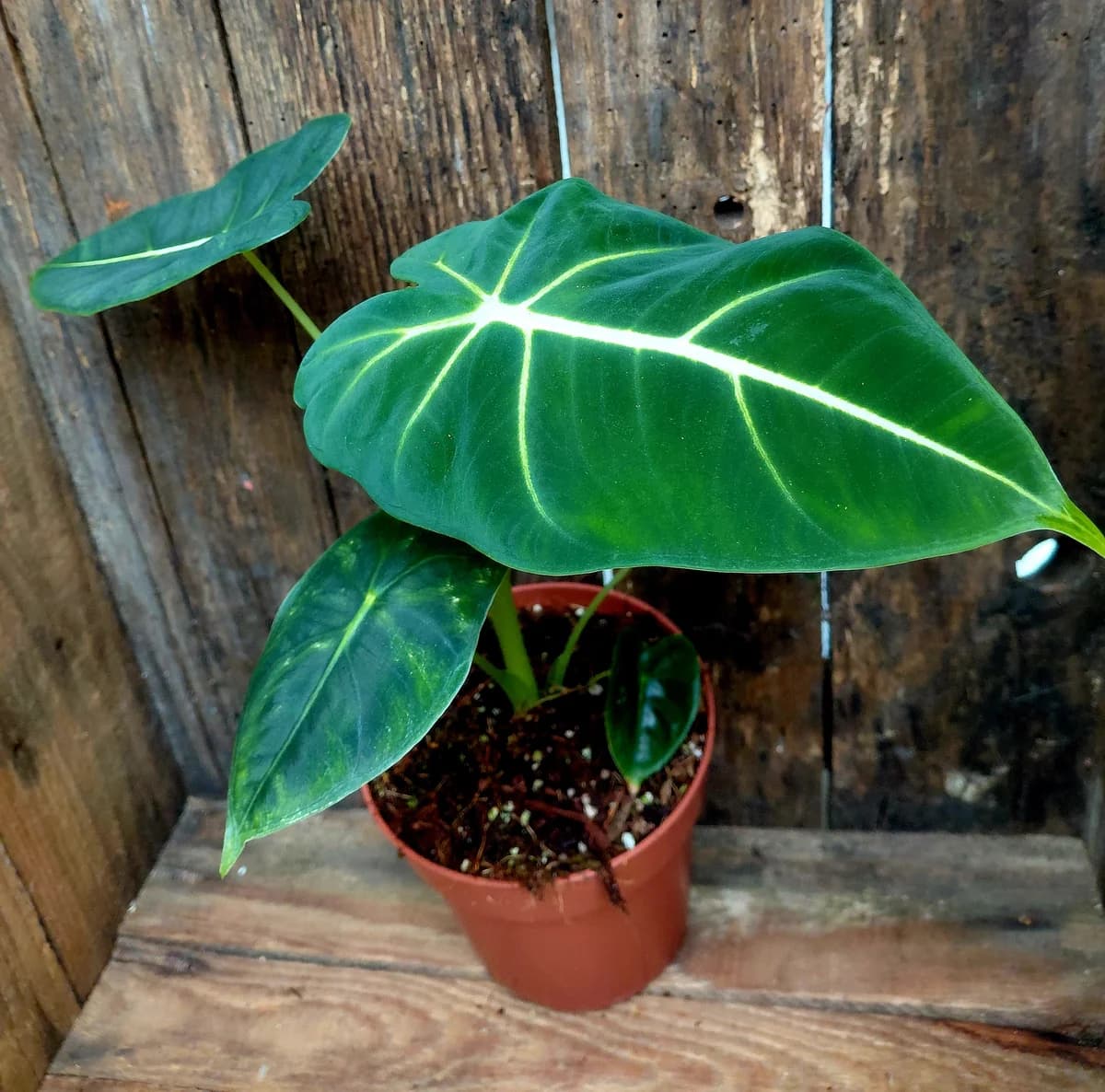 Alocasia frydek
