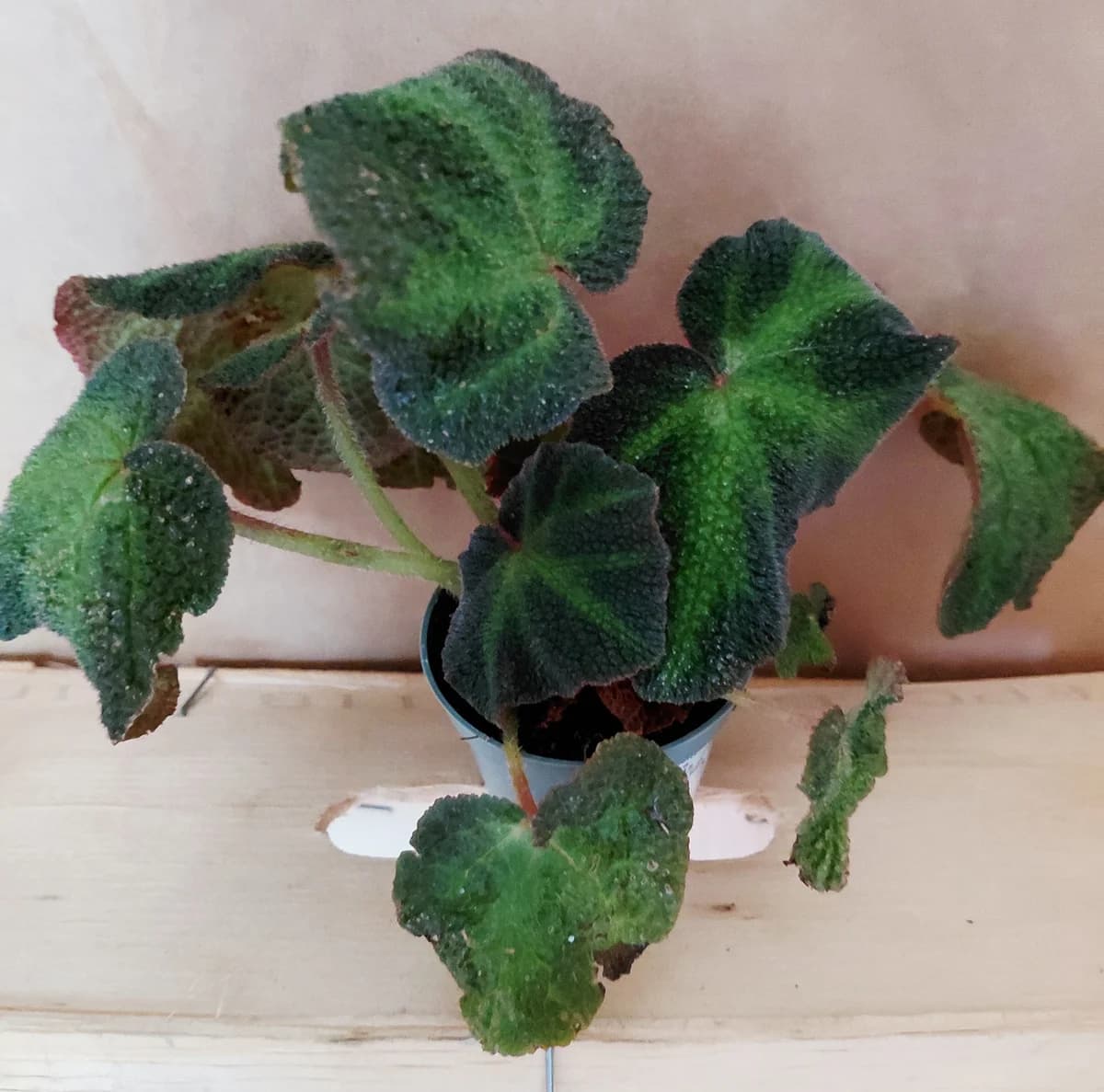 Begonia soli mutata