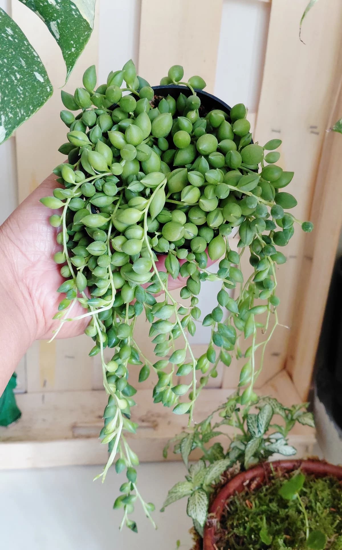 Senecio herreianus