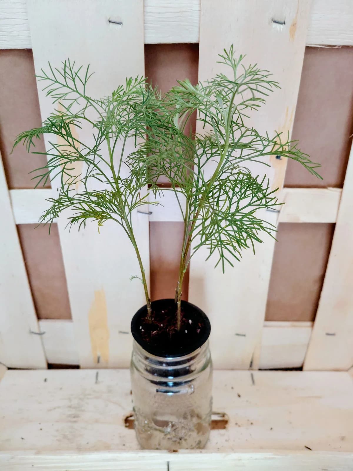 Artemisia abrotanum var. Maritima