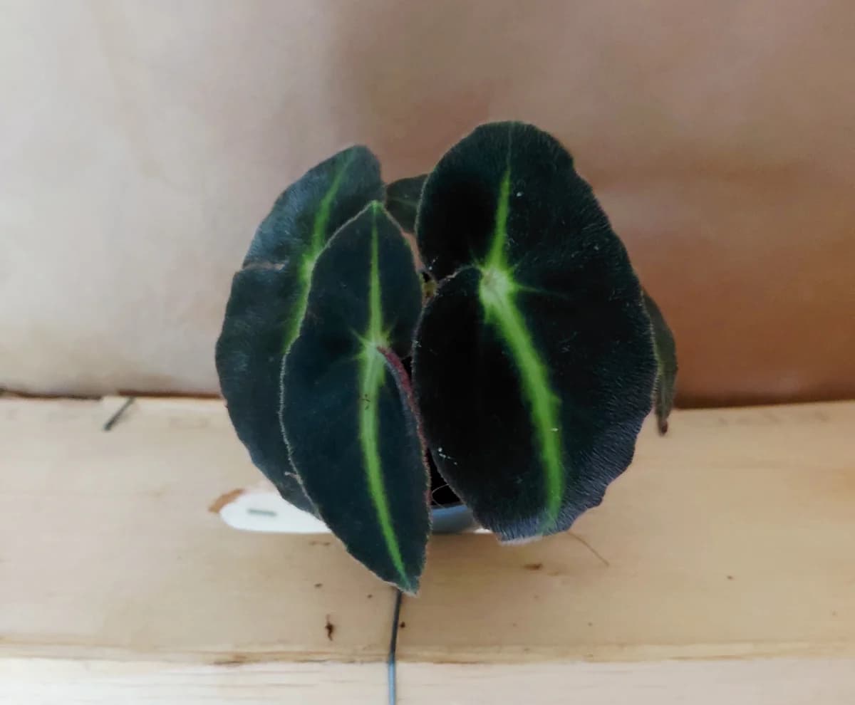 Begonia listada