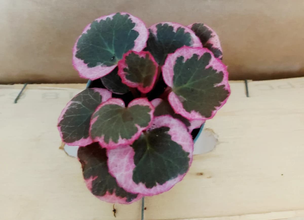 Saxifraga stolonifera tricolor