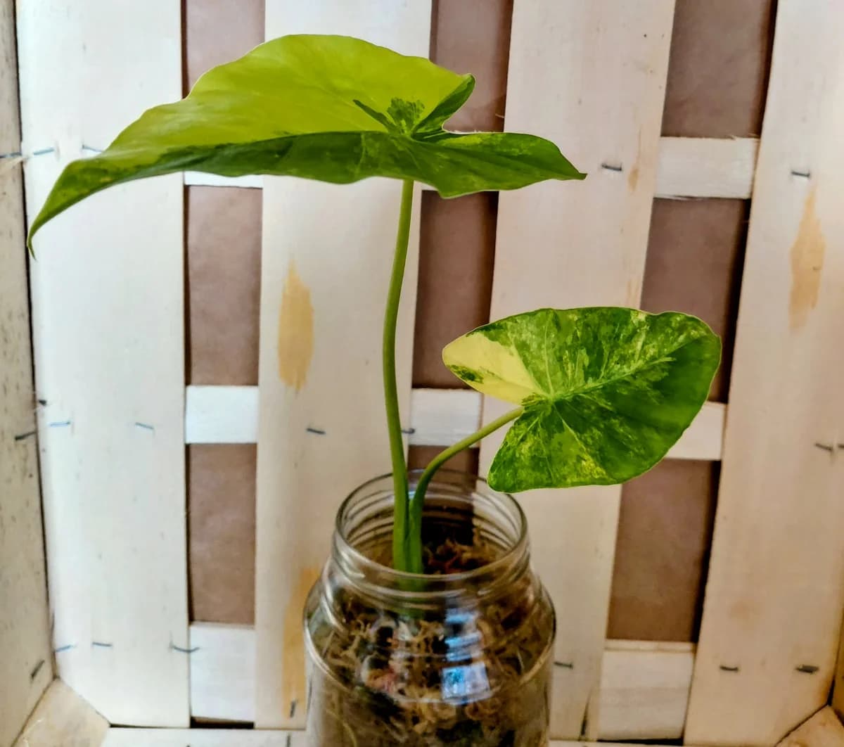 Alocasia macrorrhiza aurea variegata