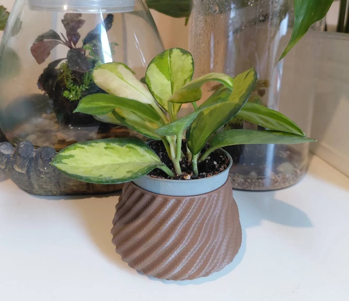 Pot baby plante