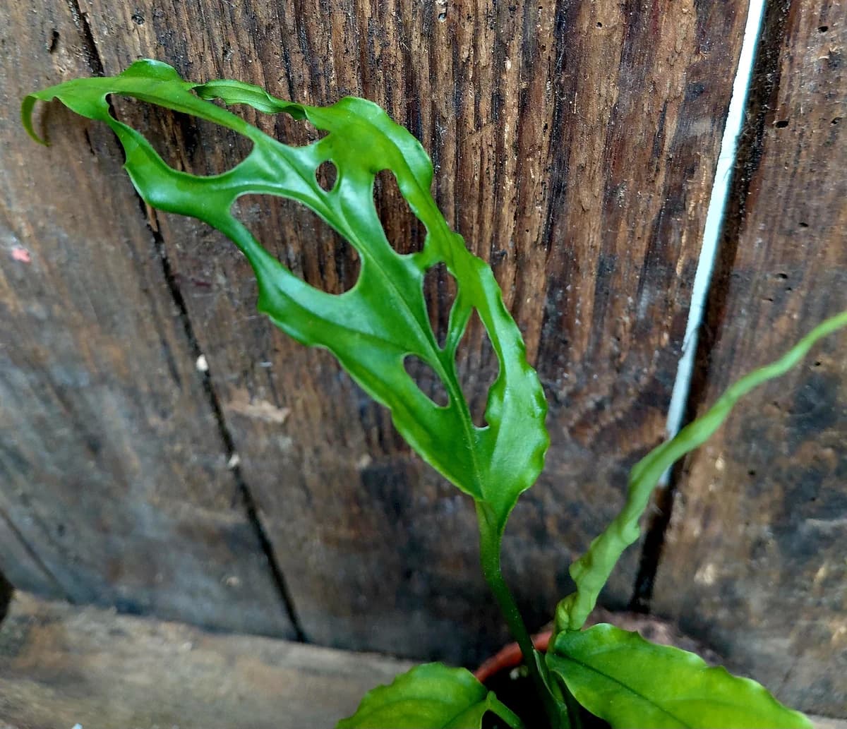 monstera obliqua peru