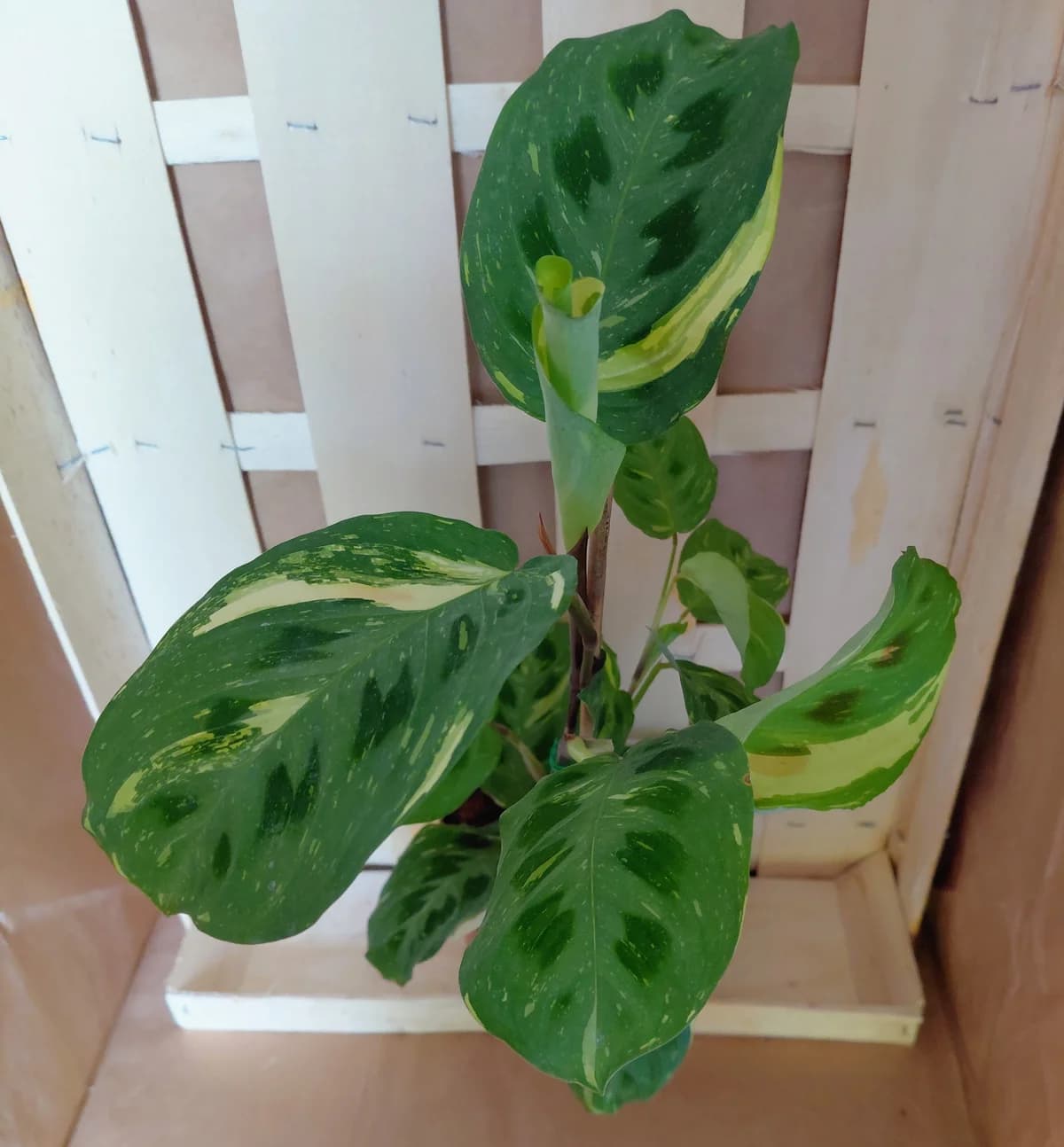 Maranta variegata